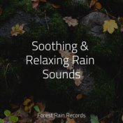 Soothing & Relaxing Rain Sounds