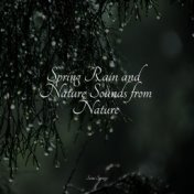 Spring Rain and Nature Sounds from Nature