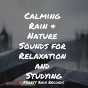 Calming Rain & Nature Sounds for Relaxation and Studying