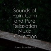 Sounds of Rain: Calm and Pure Relaxation Music Collection