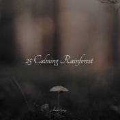 25 Calming Rainforest