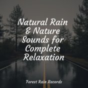 Natural Rain & Nature Sounds for Complete Relaxation