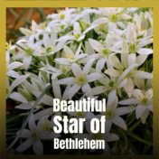 Beautiful Star of Bethlehem