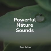 Powerful Nature Sounds
