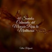 40 Sonidos Calmantes del Monzón Para la Meditación