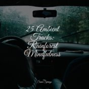 25 Ambient Tracks: Rainforest Mindfulness