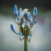 Blessing from Nature | Beautiful Meditation and Sleep