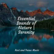 Essential Sounds of Nature | Serenity