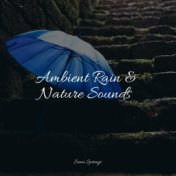 Ambient Rain & Nature Sounds