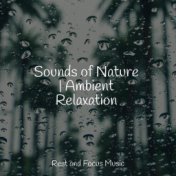 Sounds of Nature | Ambient Relaxation