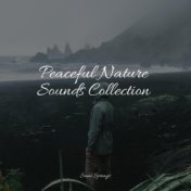 Peaceful Nature Sounds Collection