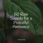 50 Rain Sounds for a Peaceful Ambience