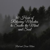 50 Hour of Relaxing Melodies to Soothe the Mind and Soul