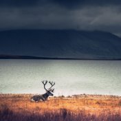 Ayuda Para Dormir Natural - Sonidos de la Naturaleza, Sonidos Relajantes