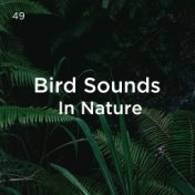 49 Bird Sounds In Nature