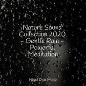 Nature Sound Collection 2020 - Gentle Rain - Powerful Meditation