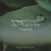 Ambient Forest - Rain Fall in the Tropics