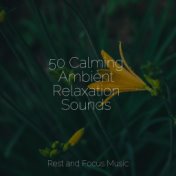 50 Calming Ambient Relaxation Sounds