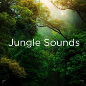 !!" Jungle Sounds "!!