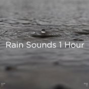 !!" Rain Sounds 1 Hour "!!