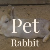 Pet Rabbit