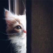 Meditation Sounds for Cats - Soft Sounds for Relaxation