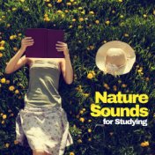 Nature Sounds for Studying: Focus Music, Better Concentration, Learning