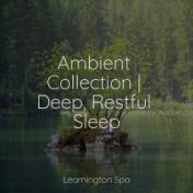 Ambient Collection | Deep, Restful Sleep