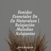 Sonidos Esenciales De La Naturaleza | Relajación Melodías Relajantes