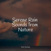 Serene Rain Sounds from Nature