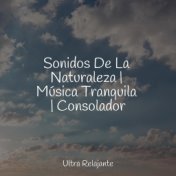 Sonidos De La Naturaleza | Música Tranquila | Consolador