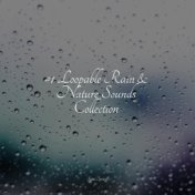 #1 Loopable Rain & Nature Sounds Collection