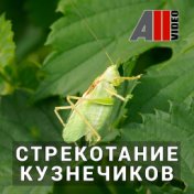 Стрекотание кузнечиков