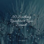 50 Soothing Rainforest Rain Sounds