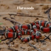 Flatwoods