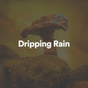 Dripping Rain