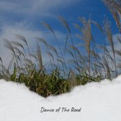 Dance of The Reed