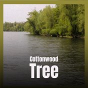 Cottonwood Tree