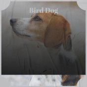 Bird Dog