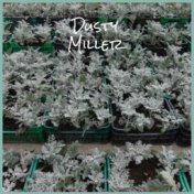 Dusty Miller