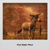 Flop Eared Mule