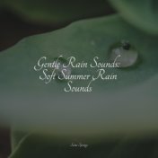 Gentle Rain Sounds: Soft Summer Rain Sounds