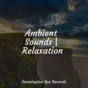 Ambient Sounds | Relaxation