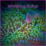 Whistling Rufus