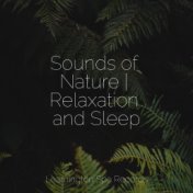 Sounds of Nature | Relaxation and Sleep