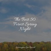 The Best 50 Forest Spring Night
