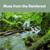 Blues from the Rainforest