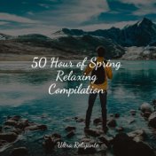 50 Hour of Spring Relaxing Compilation