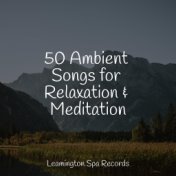 50 Ambient Songs for Relaxation & Meditation