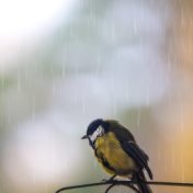 Sonidos De Serenidad Pacífica | Sueño Y Meditación